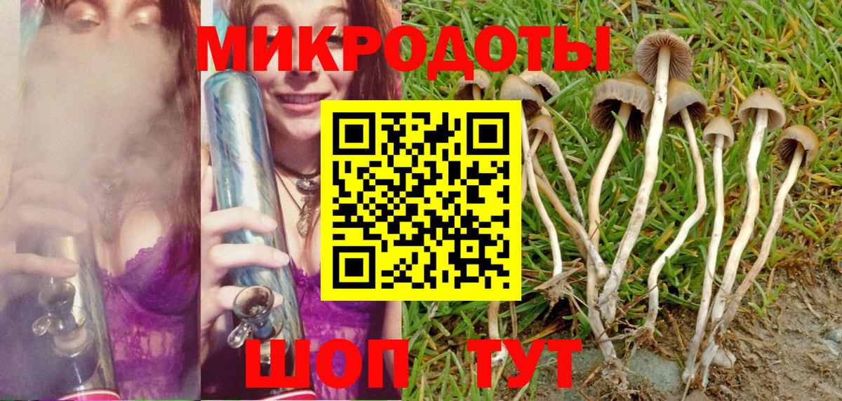 Галлюциногенные грибы Psilocybine cubensis Кировск